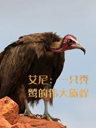 艾尼一只秃鹫的伟大旅程